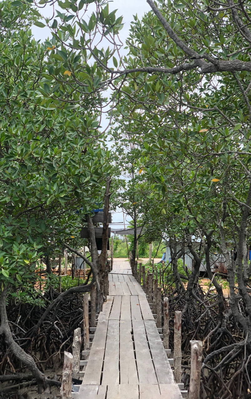 Mangroves Green Escapes