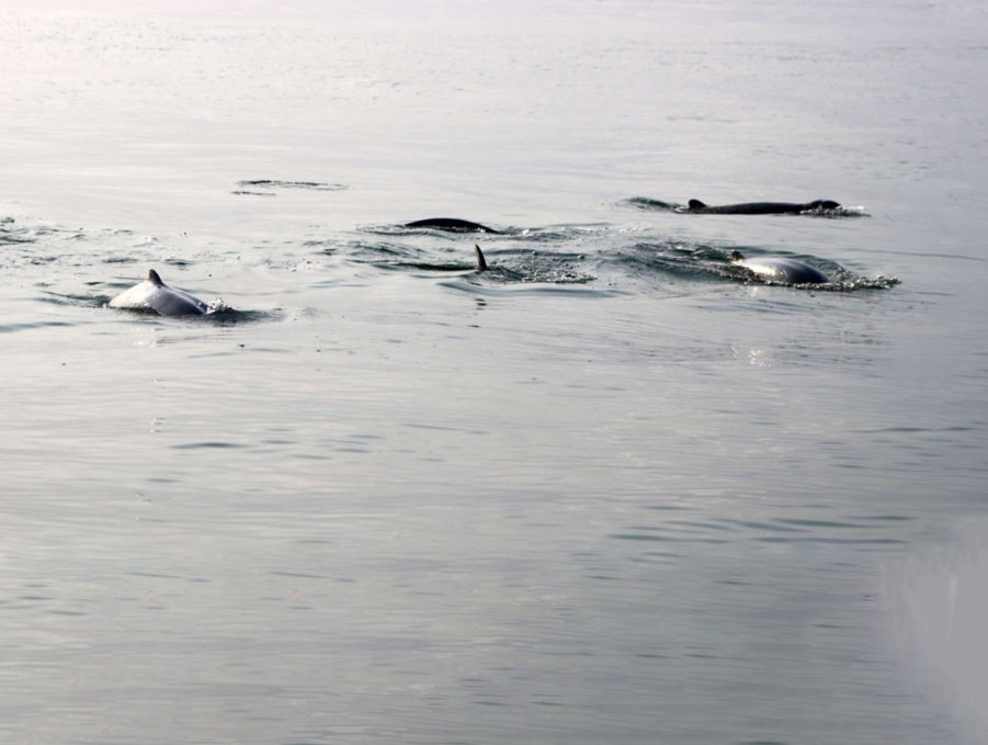 Marine Conservation Insight