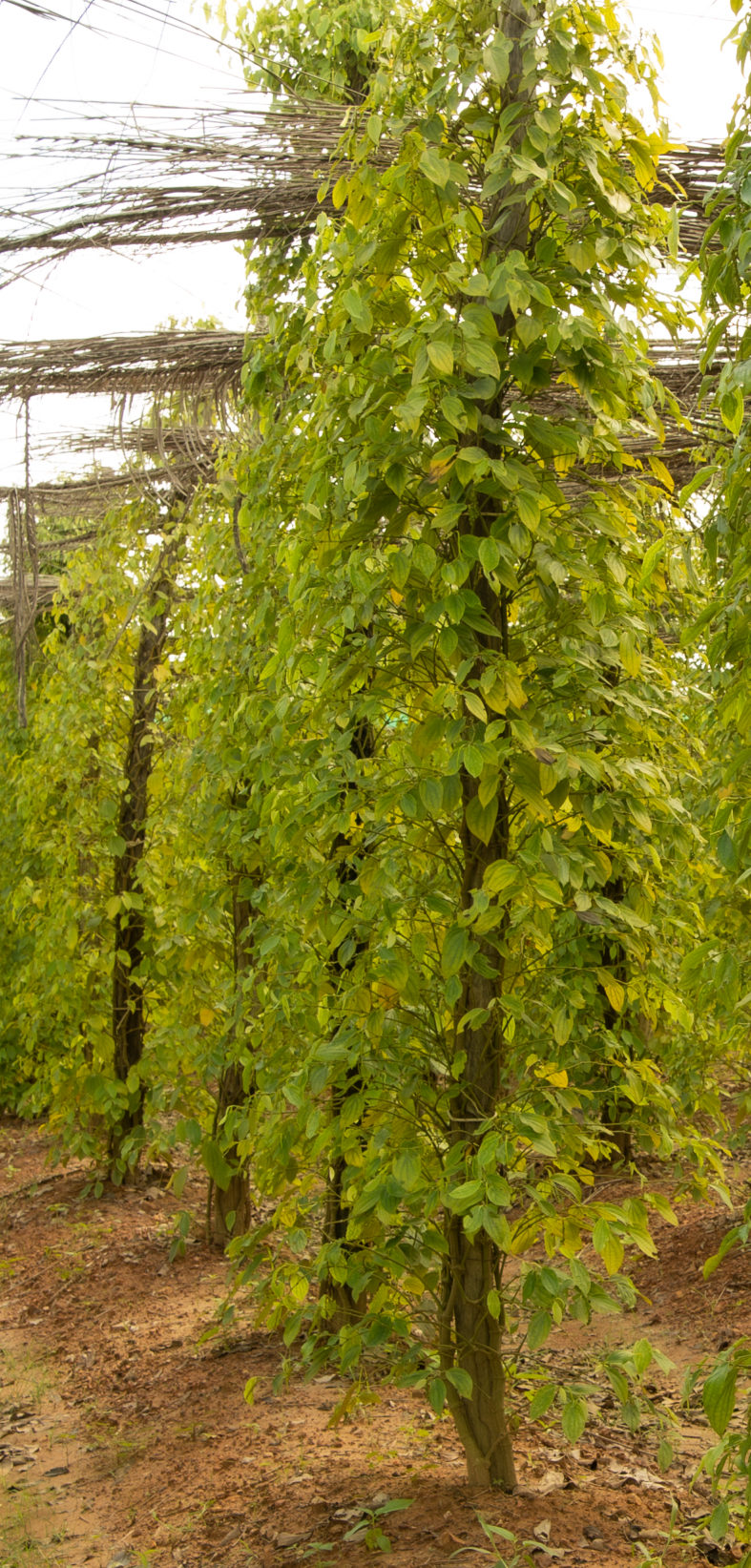 Kampot Pepper Experience